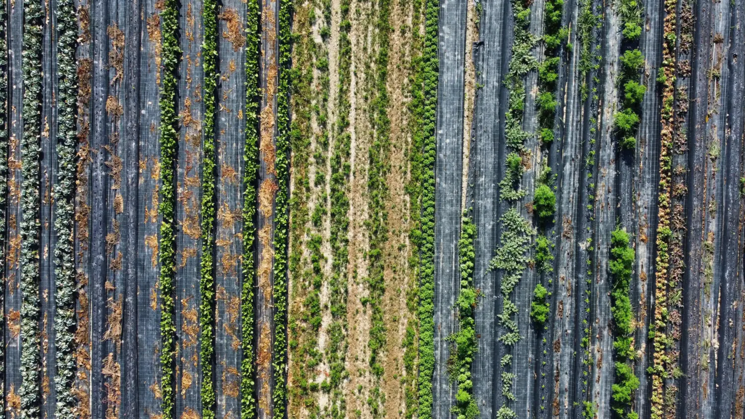 Crop rotation at Gruntek.jpg